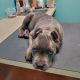 Cane Corso Puppies for sale in Fort Worth, TX, USA. price: $700