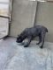 Cane Corso Puppies for sale in Acton, CA 93510, USA. price: NA