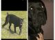 Cane Corso Puppies for sale in Newburgh, NY 12550, USA. price: NA