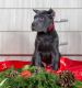 Cane Corso Puppies for sale in New York, NY, USA. price: $800