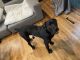 Cane Corso Puppies for sale in Cary, IL, USA. price: NA