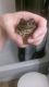 Cane Toad Amphibians for sale in Bethlehem, PA, USA. price: NA