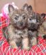 Canis Panther Puppies for sale in Clarksville, TN, USA. price: NA