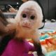 Capuchins Monkey Animals for sale in Los Angeles, CA, USA. price: $950