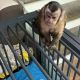 Home Raised Babies Capuchin Monkeys