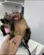 Capuchins Monkey Animals for sale in Washington, DC, USA. price: NA