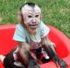 capuchin baby monkey for sale