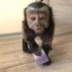 Capuchins Monkey Animals for sale in Eugene, OR, USA. price: NA