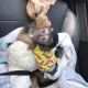 Capuchins Monkey Animals for sale in San Diego, CA, USA. price: NA