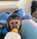 Capuchins Monkey Animals for sale in Portland, OR, USA. price: NA