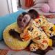 Capuchins Monkey Animals for sale in Durham, NC, USA. price: NA