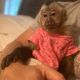 Capuchins Monkey Animals for sale in Sacramento, CA, USA. price: $550