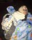 Capuchins Monkey Animals for sale in Raleigh, NC, USA. price: NA