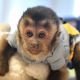 Capuchins Monkey Animals for sale in Colorado Springs, CO, USA. price: NA