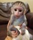 Capuchins Monkey Animals for sale in Durham, NC, USA. price: NA