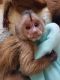 Capuchins Monkey Animals for sale in Texas City, TX, USA. price: NA