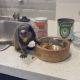Capuchins Monkey Animals for sale in Hendersonville, NC, USA. price: NA