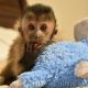 Capuchins Monkey Animals for sale in South Bay, CA, USA. price: $1,000