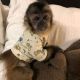 Capuchins Monkey Animals for sale in Concord, NC, USA. price: $1,250