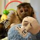 Capuchins Monkey Animals for sale in San Diego County, CA, USA. price: NA