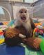 Capuchins Monkey Animals for sale in East Los Angeles, CA, USA. price: $900