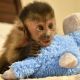 Capuchins Monkey Animals for sale in East Los Angeles, CA, USA. price: $900
