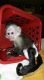 Capuchins Monkey Animals for sale in Lafayette, IN, USA. price: $1,000