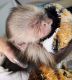 Capuchins Monkey Animals for sale in 6590 Duneden Ave, Solon, OH 44139, USA. price: $1,500