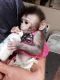 Capuchins Monkey Animals for sale in Greenville, NC, USA. price: $1,250