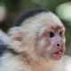 Capuchins Monkey Animals for sale in Montgomery, AL, USA. price: NA