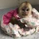 Capuchins Monkey Animals for sale in Concord, NC, USA. price: $1,000