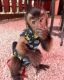 Capuchins Monkey Animals for sale in Toronto, ON, Canada. price: $700