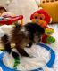 Capuchins Monkey Animals for sale in Toronto, ON, Canada. price: $650