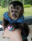 Capuchins Monkey Animals for sale in Sacramento, CA, USA. price: $800