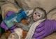 Capuchins Monkey Animals for sale in Nashville, TN, USA. price: $1,250