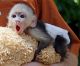 Capuchins Monkey Animals for sale in Dallas, TX, USA. price: $700