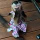Capuchins Monkey Animals for sale in Texarkana, TX, USA. price: NA