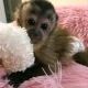 Capuchins Monkey Animals for sale in Toronto, Ontario. price: $800