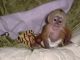 Capuchins Monkey Animals for sale in Salt Lake City, UT, USA. price: NA