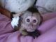 Capuchins Monkey Animals for sale in Yonkers, NY, USA. price: NA