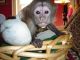 Capuchins Monkey Animals for sale in Yonkers, NY, USA. price: NA