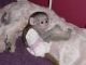 Capuchins Monkey Animals for sale in United States Postal Service, 100 PR-3, San Juan, 00924, Puerto Rico. price: NA