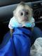 Capuchins Monkey Animals for sale in West Valley City, UT, USA. price: NA