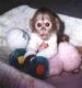 Capuchins Monkey Animals for sale in Arborg, MB R0C, Canada. price: NA
