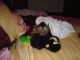 Capuchins Monkey Animals for sale in Holland, MB R0G, Canada. price: NA