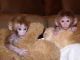 Capuchins Monkey Animals for sale in Oakland, CA, USA. price: NA