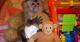 Capuchins Monkey Animals for sale in UT-175, South Jordan, UT 84095, USA. price: NA