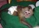 Capuchins Monkey Animals for sale in Honolulu, HI 96801, USA. price: NA