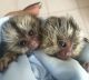 Capuchins Monkey Animals for sale in UT-175, South Jordan, UT 84095, USA. price: NA