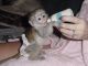 Capuchins Monkey Animals for sale in Missouri, ON K0H, Canada. price: NA